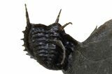 Enrolled, Proetid (Otarionella) Trilobite - Jebel Oudriss, Morocco #312737-3